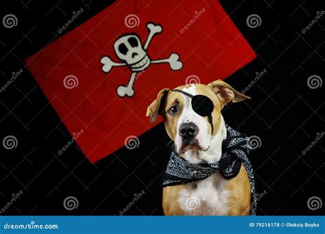 Dog In Halloween Pirate Costume Stock Photo Image Of Portrait Fancy