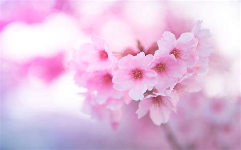 Download Wallpaper 3840x2400 Sakura Flowers Pink Macro