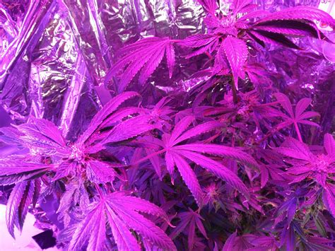 Purple Kush Grow Journal Week15 By Mcblazingninja