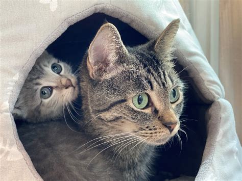 Kittens Ready For Adoption In Massachusetts Abc6