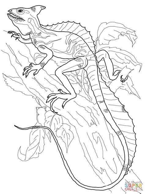 monitor lizard coloring pages   print