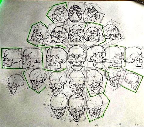 Skull Drawings From Every Angle Skull Drawing Anatomy Art Skull