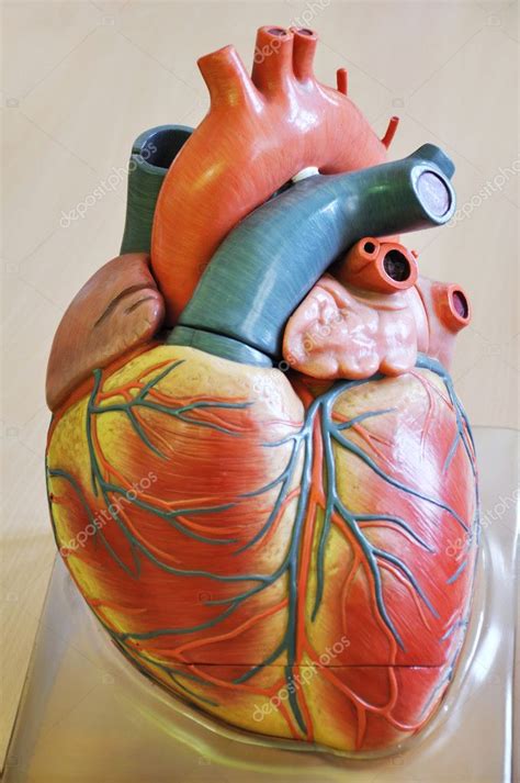 Human Heart — Stock Photo © Cirkoglu 3135578