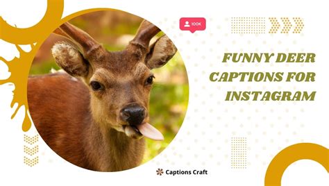 Funny Deer Captions For Instagram 200 Hilarious And Witty Captions To