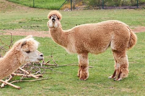 Premium Photo Two Alpaca Llama Or Lama On A Green Grass On A Meadow