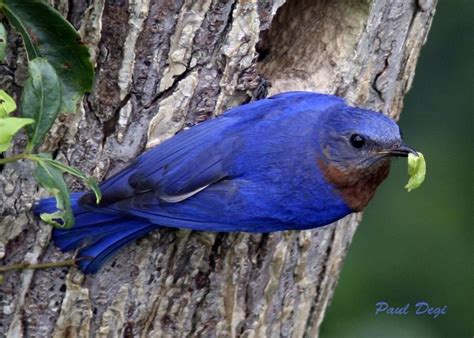 Different Types Of Blue Birds Different Types Of Birds Learn About