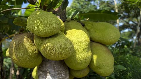Kerala All Set To Get An Official Fruit Kerala News Zee News