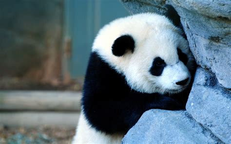 Wallpaper Hewan Margasatwa Panda Kebun Binatang Cambang Fauna