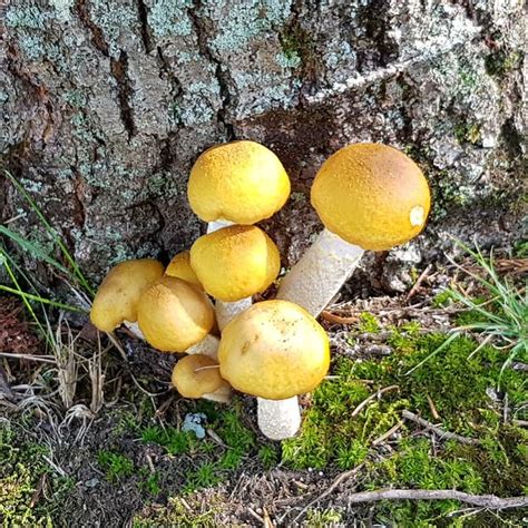 Fall Fungi Lorianne Disabato Flickr