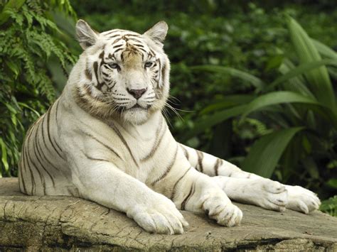 White Tiger Singapore Wallpapers Hd Wallpapers Id 1000