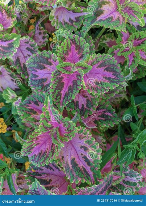 Plant Of Coleus In The Flower Bed Stock Photo Image Of Green Shrub