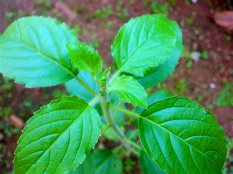 How To Use Tulsi Its Health Benefits And Importance In Hinduism