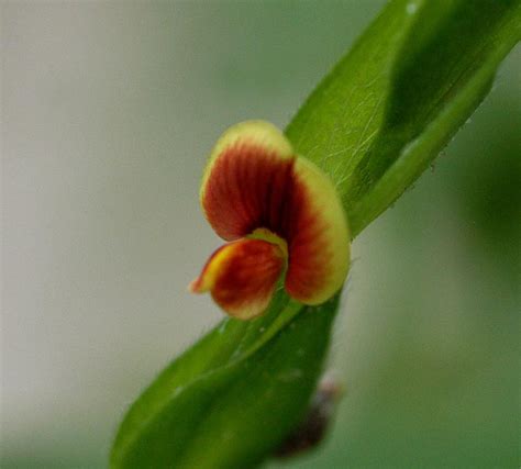 Zornia Jfgmel Plants Of The World Online Kew Science