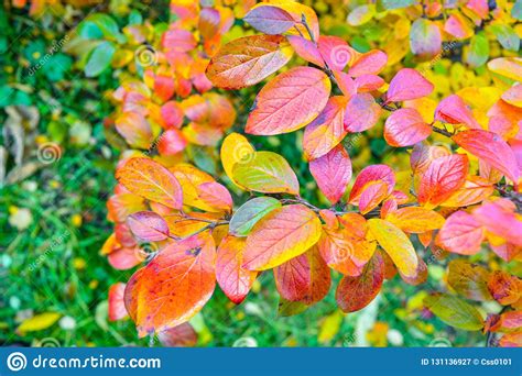Autumn Bush Leaves Scene Red Autumn Leaves Close Up In Autumn Forest