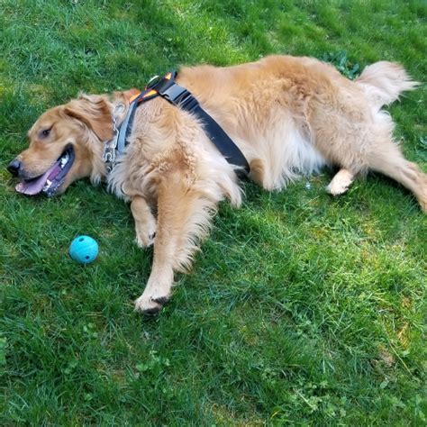 Overall the experience of pet shopping with them was very good. Adopt a Golden Retriever near Seattle, WA | Get Your Pet
