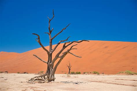 Dry Tree In The Desert Dunes Image Free Stock Photo Public Domain