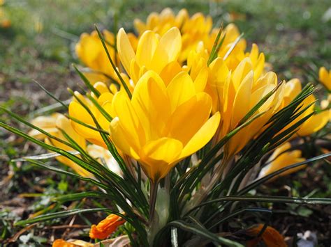 Free Photo Crocus Flower Spring Bühen Free Image On Pixabay 1061701