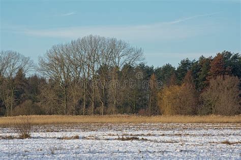 Winter Marsh Landscape Covered In Snow With Bare An Evergreen Trees On