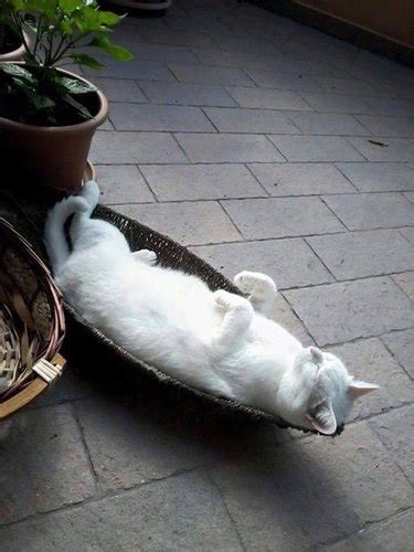 32 Cats Sleeping In Awkward Positions Cuteness