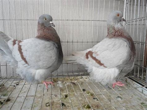 Fancy Pigeons For Sale Adoption From Vellore Tamil Nadu Dharmapuri