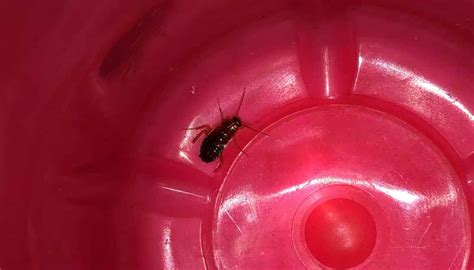 10 Tiny Black Bugs In Florida Homes No One Talks About