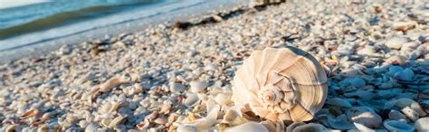 Guide To Shelling On Sanibel Island Vip Vacation Rentals Blog