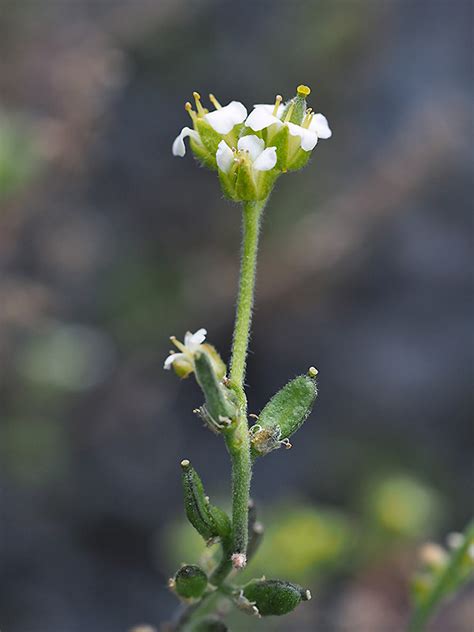 Hoary Whitlow Grass Draba Incana Flowers Naturegate