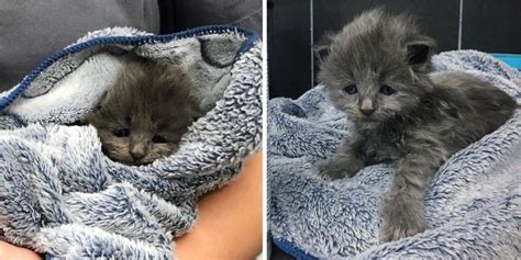 Basically, 6 week old kittens have different interest and willingness to interact. A 2-week-old kitten was found wandering the streets of ...
