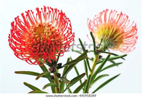 Red Pincushion Protea Flowers Stock Photo Edit Now 445958389