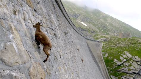 Baby Mountain Goat Climbing