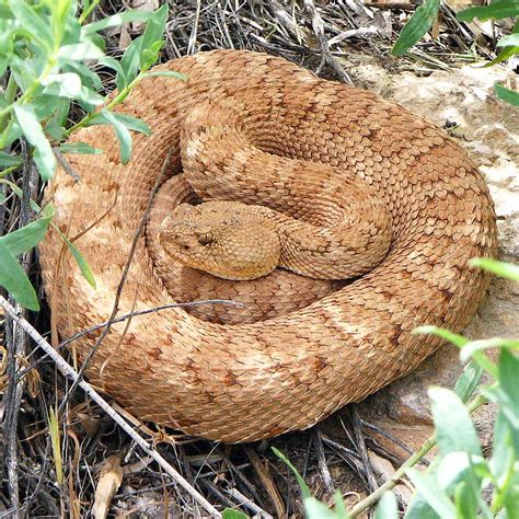 Grand Canyon Pink Rattlesnake At Home In Sand During Summer Heat