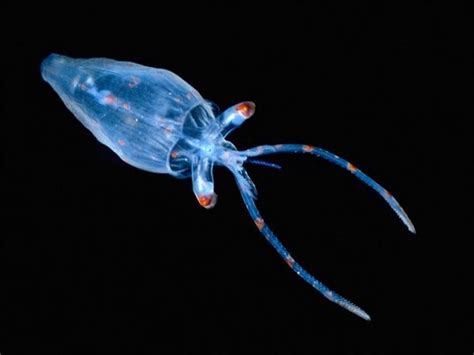 5 Amazing Bioluminescent Things That Actually Exist In Nature Techeblog