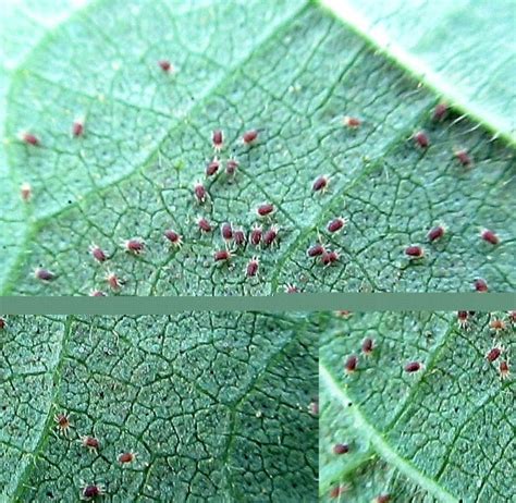 Spider Mites Eating Your Plants Mikes Backyard Nursery