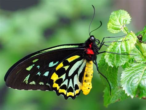 10 Queen Alexandras Birdwing Facts Fact Animal