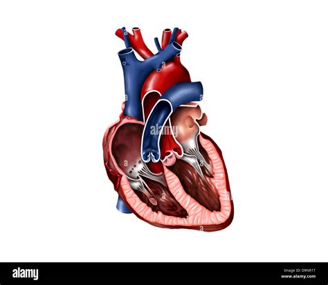 Músculos Del Corazón Fotografías E Imágenes De Alta Resolución Alamy