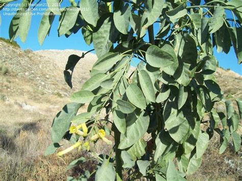 It is 4 mm long; Plant Identification: CLOSED: Tall perennial plant with ...