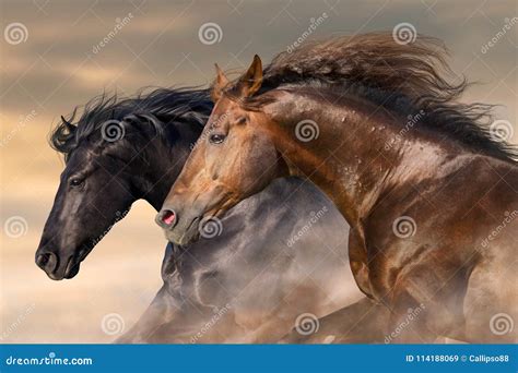 Couple Horse Portrait In Motion Stock Image Image Of Animal Outside