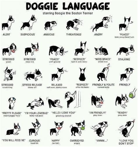 How To Read Your Dogs Body Language Boston Terrierpug Mix Buggs