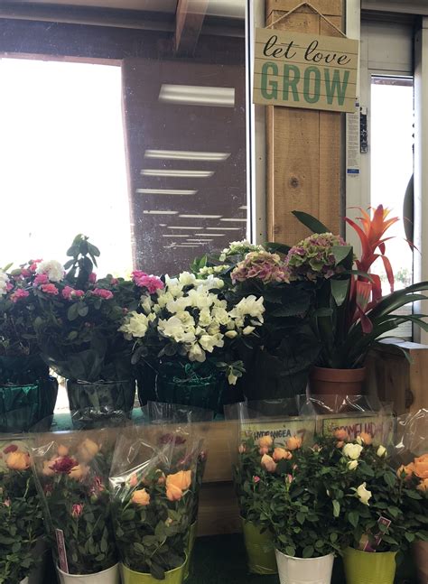 Check out our warehouse opening & holiday hours. Trader Joe's flower department. Let love grow. This is a ...