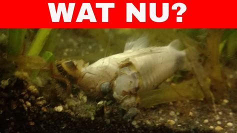 Dode Vis In Het Aquarium Wat Nu Youtube