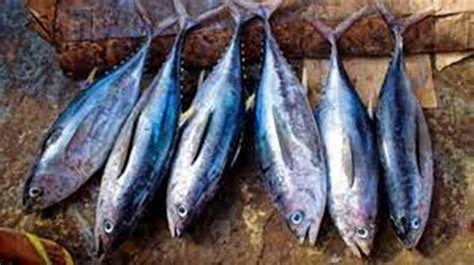 Manfaat Konsumsi Ikan Tuna Untuk Kesehatan Tubuh Pelangiqq Lounge