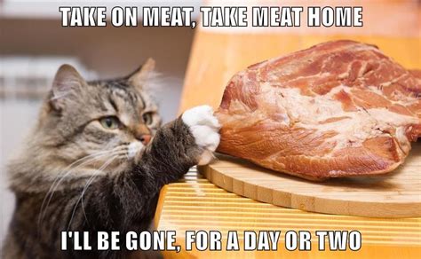 If you give your cat cheese at all, just give them a small piece once in a while cats with a dairy allergy may also react poorly to even a small bite of cheese. TAKE ON MEAT | Can cats eat ham, Best cat memes, Food