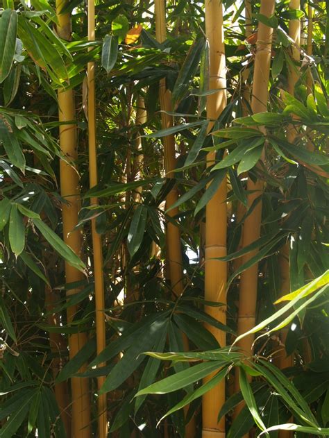It spreads in summer and fall. Beautiful sacred Bali bamboo is a non invasive clumping ...