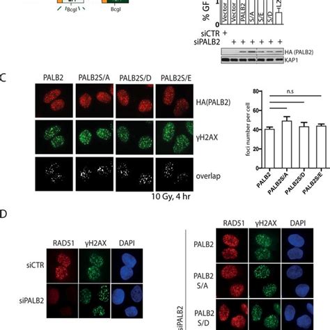 The Brca1 Palb2 Brca2 Complex Integrity Is Important For Palb2
