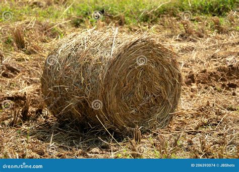 Hay Or Straw Roll In The Paddy Field Stock Photo Image Of Domestic