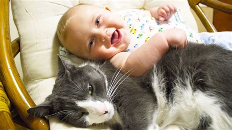 Cute Cats And Dogs Love Babies Compilation Video Hd Youtube