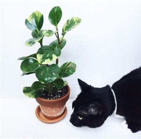 Cats can eat many types of plants and won't harm them. 15 Non-Toxic Houseplants great for Pet Parents - That ...