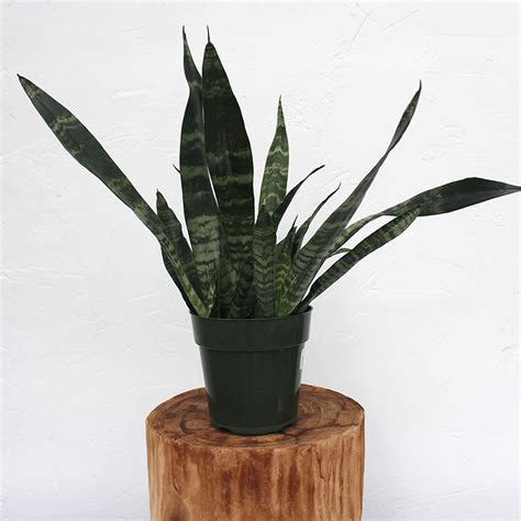 Amazing Black Coral Snake Plant Another Snake Plant For Your