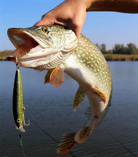 Best Northern Pike Lure Fish Lovers Guide
