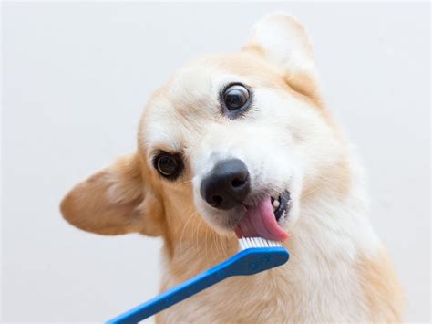 How To Brush Puppies Teeth